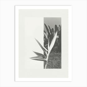 Bird Of Paradise Flower Photo Collage 1 Art Print