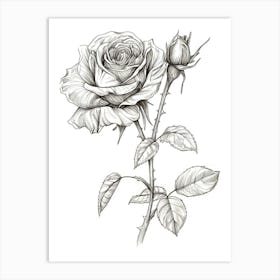 English Rose Black And White Line Drawing 41 Art Print