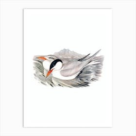 Vintage Powerful Tern Bird Illustration on Pure White Art Print