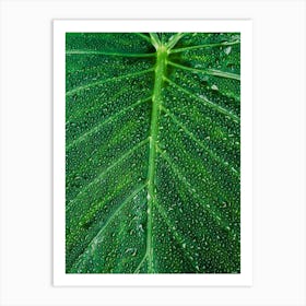 Green Leaf With Water Droplets Art Print