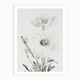 White Poppy Art Print