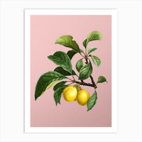 Vintage Ripe Plums on a Branch Botanical on Soft Pink n.0822 Art Print