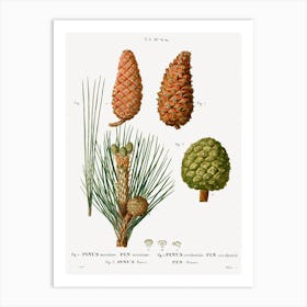 Maritime Pine, Pierre Joseph Redoute Art Print
