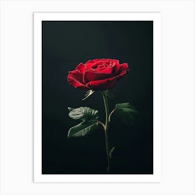 Single Red Rose On Black Background 20 Art Print