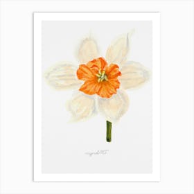 Daffodil 8 Art Print