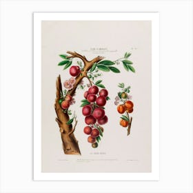 Pomegranate 2 Art Print