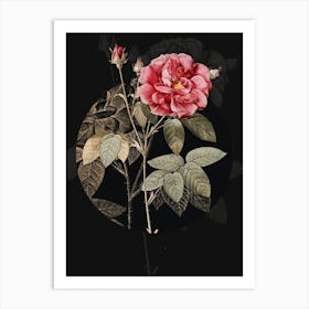 Vintage Botanical Blooming French Rose on Circle Black on Black n.0336 Art Print