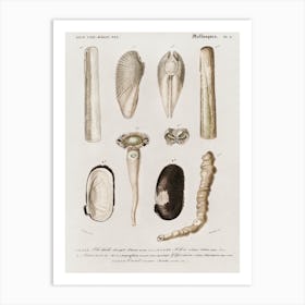 Different Type Of Mollusks, Charles Dessalines D'Orbigny Art Print
