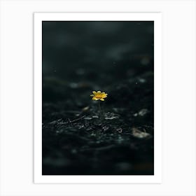 Single Flower In The Dark 95 Art Print