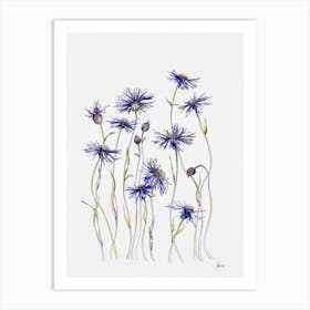 Cornflowers Art Print