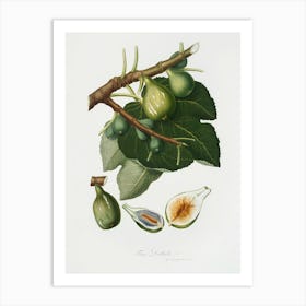 Fig (Ficus Carica Sativa) From Pomona Italiana (1817-1839), Giorgio Gallesio Art Print