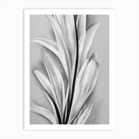 Gladioli B&W Pencil 2 Flower Art Print