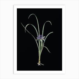 Vintage Grass Leaved Iris Botanical Illustration on Solid Black n.0222 Art Print