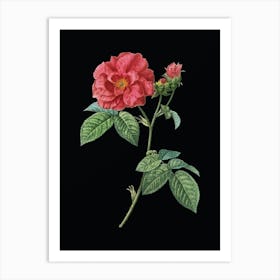 Vintage Apothecary Rose Botanical Illustration on Solid Black n.0642 Art Print