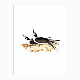Vintage Panayan Tern Bird Illustration on Pure White n.0353 Art Print