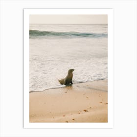 Seal On Beach Art Print