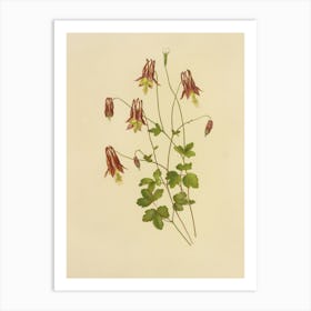 Columbine Art Print