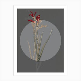 Vintage Botanical Gladiolus Cunonius on Circle Gray on Gray n.0166 Art Print