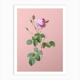 Vintage Provence Rose Botanical on Soft Pink n.0575 Art Print