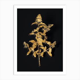 Vintage Wild Privet Botanical in Gold on Black n.0466 Art Print
