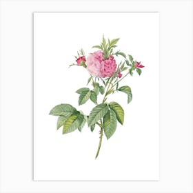 Vintage Pink Agatha Rose Botanical Illustration on Pure White n.0297 Art Print