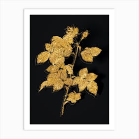 Vintage Pink Bourbon Roses Botanical in Gold on Black Art Print
