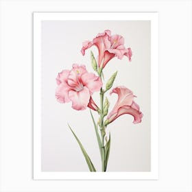 Gladiolus Flower Vintage Botanical 0 Art Print