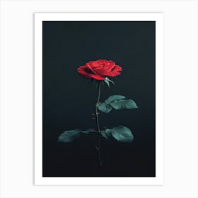 Single Red Rose Art Print