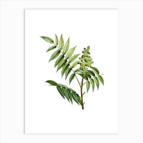 Vintage Staghorn Sumac Botanical Illustration on Pure White n.0040 Art Print