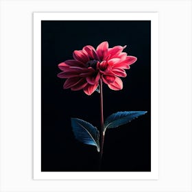 Dahlia Flower 9 Art Print