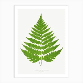 Ferns, Edward Joseph Lowe Art Print