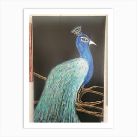 Peacock 4 Art Print