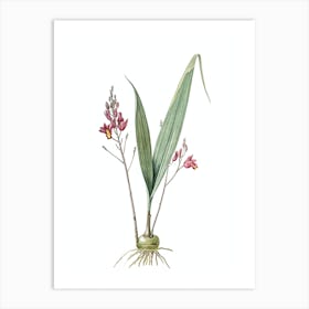 Vintage Pine Pink Botanical Illustration on Pure White n.0611 Art Print