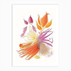 Saffron Spices And Herbs Pencil Illustration 1 Art Print
