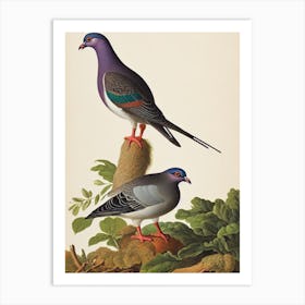 Pigeon James Audubon Vintage Style Bird Art Print