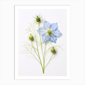 Pressed Flower Botanical Art Love In A Mist Nigella 4 Art Print