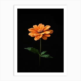 Single Orange Flower Art Print