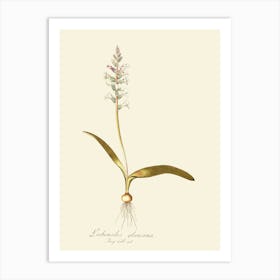 Lily Of The Valley 42 Art Print