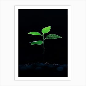 Young Plant Sprouting In The Dark Art Print