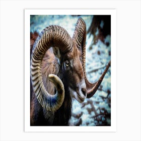 Horned Ram Art Print