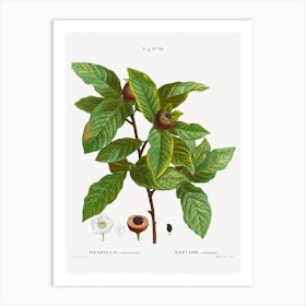 Medlar, Pierre Joseph Redoute Art Print