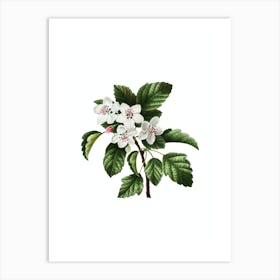 Vintage Sweet Crabapple Botanical Illustration on Pure White n.0715 Art Print