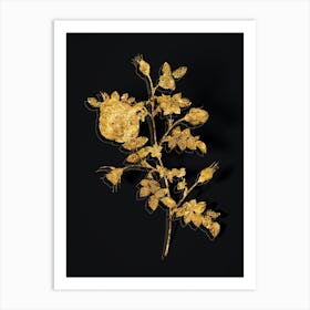 Vintage Silver Flowered Hispid Rose Botanical in Gold on Black n.0578 Art Print