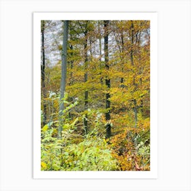 Autumn In The Woods 11 Art Print