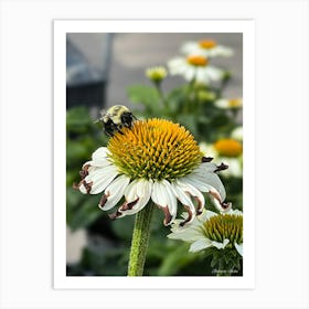 Bumblebee On A Flower Art Print