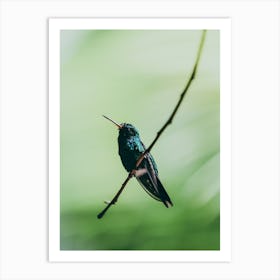 Hummingbird In Honduras Art Print