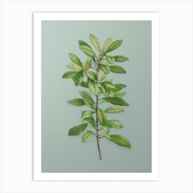 Vintage Firetree Branch Plant Botanical Art on Mint Green n.0375 Art Print