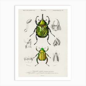 Chrysina Macropus And Eastern Hecules Beetle, Charles Dessalines D'Orbigny Art Print