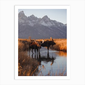 Moose In Creek Art Print