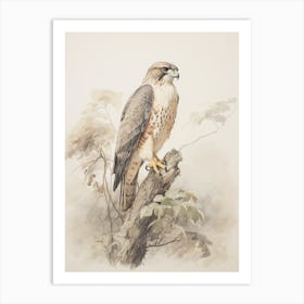 Vintage Bird Drawing Falcon 1 Art Print